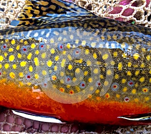 A Spawning Brook Trout Colors photo