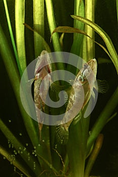 Spawning of Chinese sleeper, Perccottus glenii fish