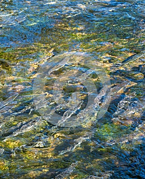 Spawning Chinook Salmon in low water levels, Ketchikan Creek, Alaska, USA.