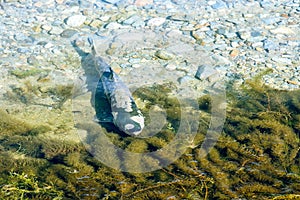 Spawning chum salmon (Oncorhynchus keta) in Fraser Valley, B. C, Canada