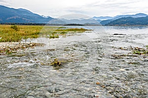Spawning chum salmon (Oncorhynchus keta) in Chehalis River, Fraser Valley, British Columbia, Canada