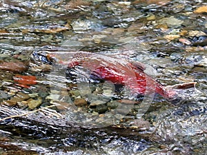 Spawning Coho Salmon photo