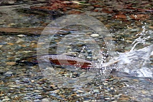 Spawning Coho Salmon photo