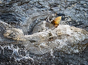 Spawning Fish Tail Splash in River