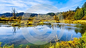 The spawning grounds of the Stave River downstream of the Ruskin Dam at Hayward Lake near Mission, BC, Canada