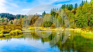 The spawning grounds of the Stave River downstream of the Ruskin Dam at Hayward Lake near Mission, BC, Canada