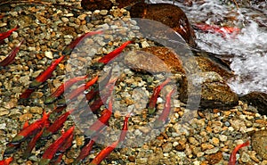 Spawning Kokanee Sockeye Salmon