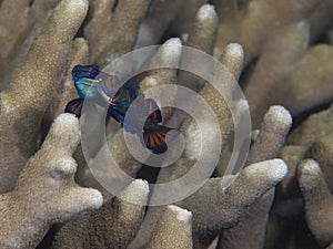 Spawning mandarinfish