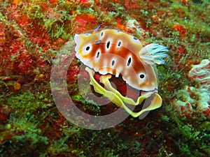 Spawning Nudibranch on hard coral