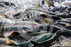 Spawning salmon