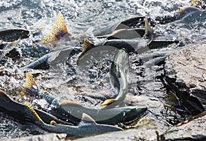 Spawning salmon