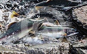 Spawning salmon