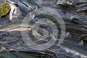 Spawning salmon