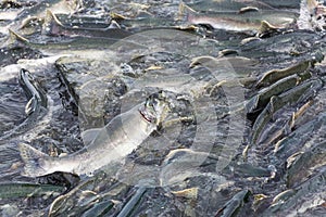 Spawning salmon