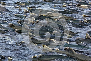 Spawning salmon