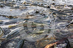 Spawning salmon