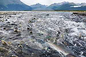 Spawning salmon