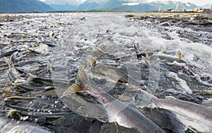 Spawning salmon