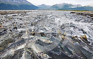 Spawning salmon