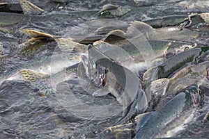 Spawning salmon