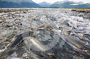 Spawning salmon