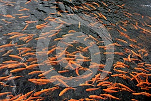 Spawning Salmon