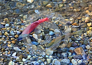 Spawning salmon