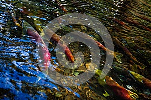 Spawning Salmon