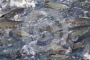 Spawning salmon