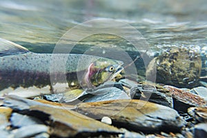 Spawning salmon