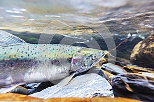 Spawning salmon