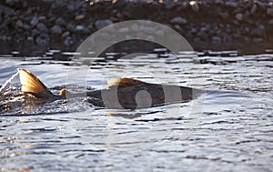 Spawning salmon close up