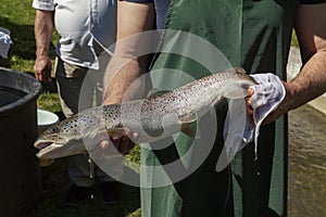 Spawning salmon fish in the pond