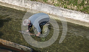 Spawning salmon fish in the pond