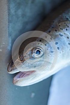 Spawning salmon fish in the pond