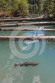 Spawning Salmon in Pond