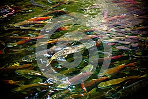 Spawning Salmon photo