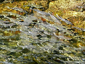Spawning Salmon in River photo