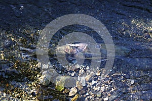 Spawning Salmon in the Shallows