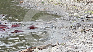 Spawning Salmon swimming