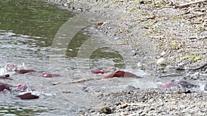 Spawning Salmon swimming