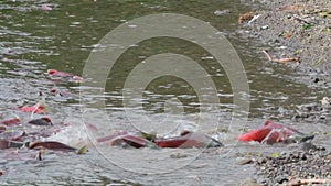 Spawning Salmon swimming