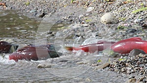 Spawning Salmon swimming