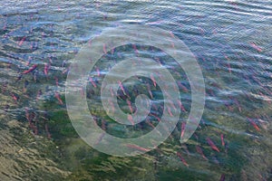 Spawning salmon swimming in the Brooks River, Katmai National Park, Alaska