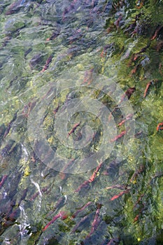 Spawning salmon swimming in the Brooks River, Katmai National Park, Alaska