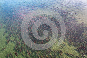 Spawning salmon swimming in the Brooks River, Katmai National Park, Alaska, USA