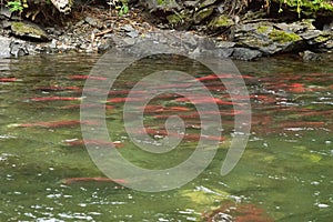 Spawning saukeye salmon swimming upriver