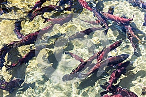 Spawning sockeye salmon