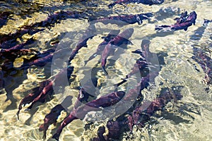 Spawning sockeye salmon