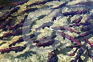 Spawning sockeye salmon